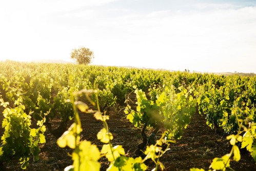 Starwinzer Peter Sisseck hat Ribera del Duero weltbekannt gemacht. Die Trauben für seinen Top-Wein Pingus stammen von uralten Tinto-Fino-Rebstöcken in La Horra. 