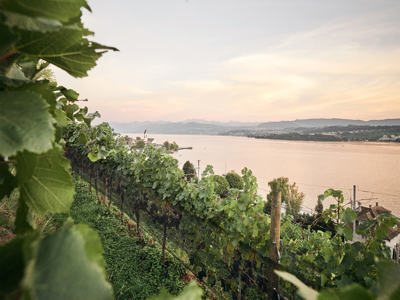 Weinreben am Zürichsee.
