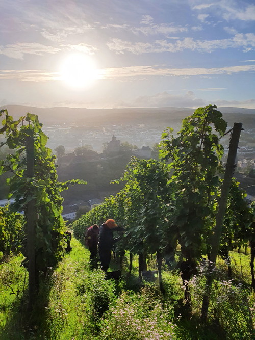 Lese im Weingut Zilliken im Ort Saarburg vor der Silhouette der Festungsruine Saarburg: Die Oktobersonne bringt die letzte Reife.