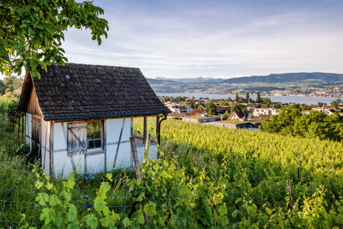 Bei den Rebarbeiten haben Jonas Ettlin und Brian Serr von Wine by JET den Zürichsee immer im Blick. 