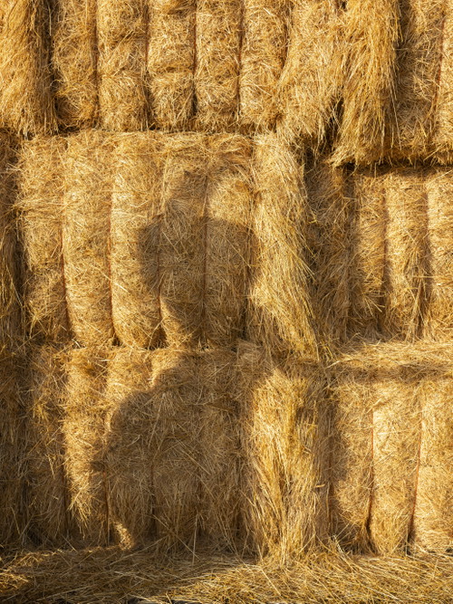 »Ich wollte über das Gefühl der letzten Tage der Sommersonne nachdenken, wenn wir in dieses Gefühl versunken sind, es aber so gut wie möglich genießen müssen, bevor es zu Ende geht.« – Olivia Arthur