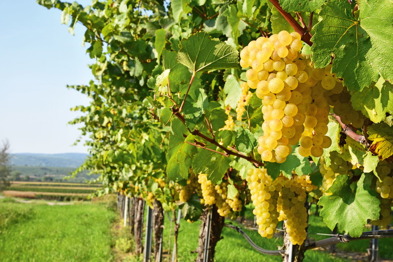 In einem Jahrgang wie 2023 reift der Grüne Veltliner prächtig aus.