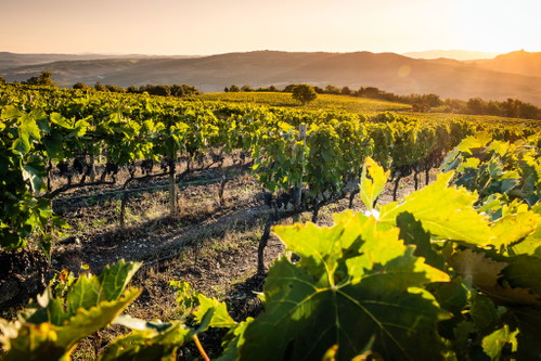 In the evening hours, the setting sun colours the landscape golden - a wonderful sight.