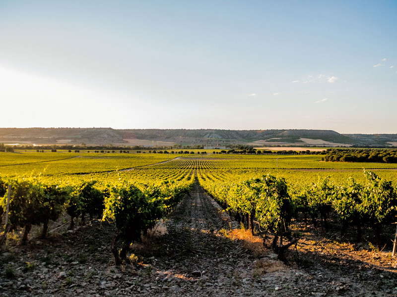 In den vergangenen Dekaden hat sich die Rebfläche von Ribera del Duero nahezu verdreifacht. Heute umfasst die Rebfläche 26.123 Hektar.
