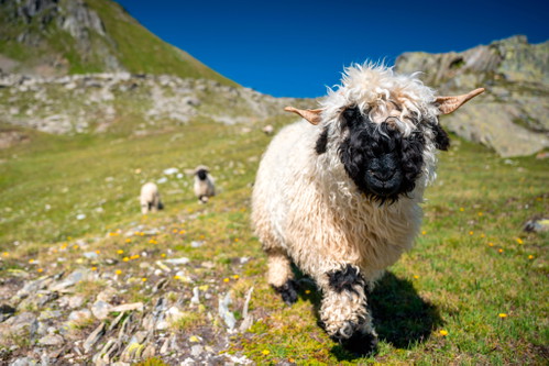 The hotel's own sheep are happy to have company.