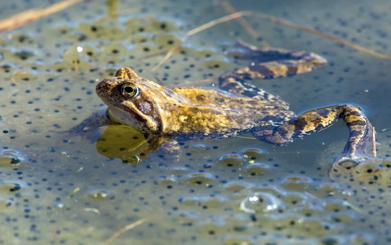 Die »Herstellung« von Froschschenkeln ist in Deutschland verboten. Die hierzulande erhältlichen Froschschenkel stammen von Tieren aus Südostasien oder Südosteuropa.
