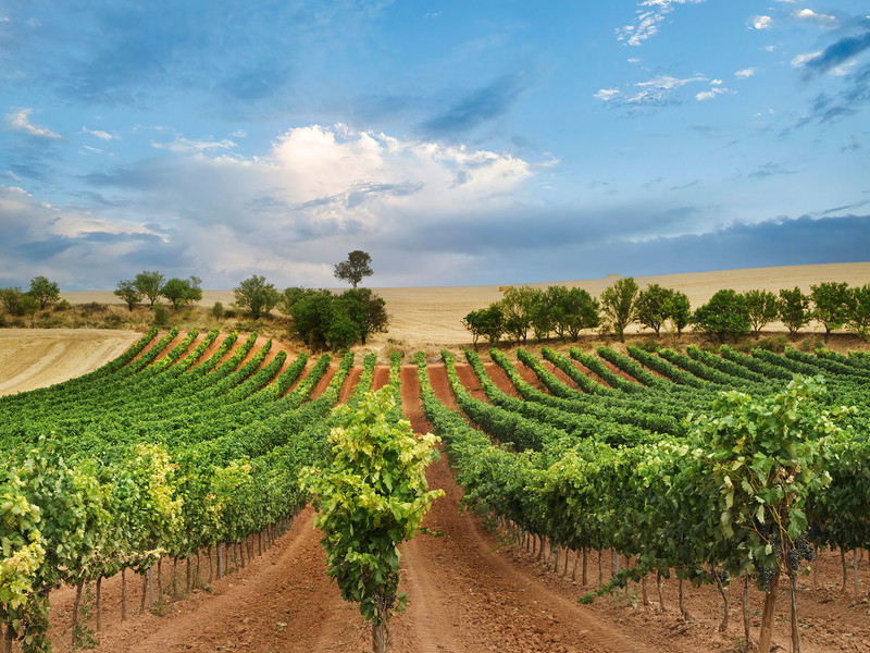 Viele Produzenten in Ribera del Duero verfügen über Parzellen mit uralten Rebbeständen. Sogar wurzelechte Reben sind in gewissen Zonen keine Seltenheit.