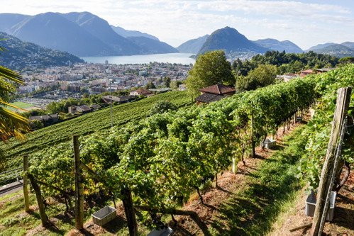 Many excellent red wine blends from Bordeaux varieties also come from the canton of Ticino - the Swiss home of the Merlot grape variety.