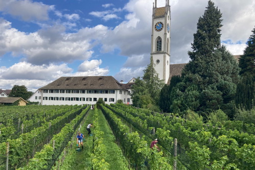 Diederik Michel vom Weingut Diederik muss seine Souvignier-Gris-Reben deutlich weniger spritzen als klassische Sorten. 