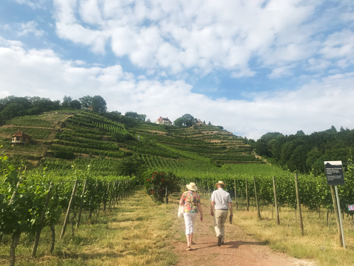 Weinberge am Ostrand des »Goldenen Wagen«.