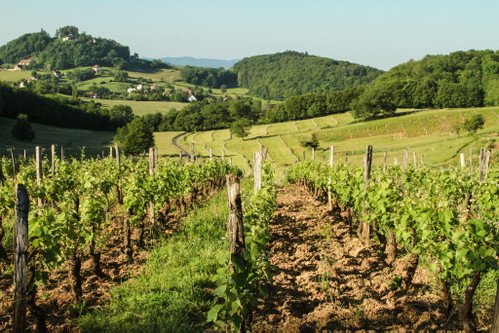 Appellation L’Etoile.