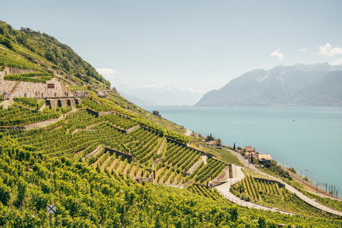Die zauberhaften Rebterrassen des Lavaux gehören seit 2007 zum UNESCO-Welterbe. Im Weinerlebniszentrum Lavaux Vinorama können über 300 Weine aus dem Gebiet verkostet werden.