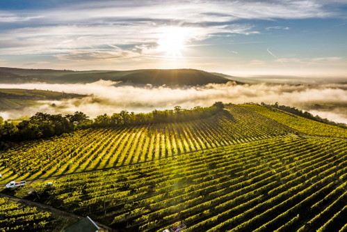 Meisterhafte Rieslinge 
und Grüne Veltliner mit 
der Herkunftsbezeichnung Kamptal DAC entstehen auf dem Weingut Loimer in Langenlois.