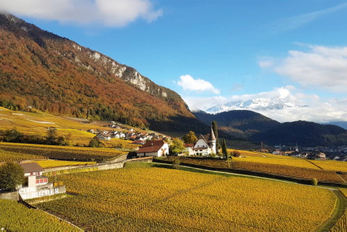 Traumhaft gelegen: das Weingut Château Maison Blanche inmitten der Rebberge von Yvorne.
