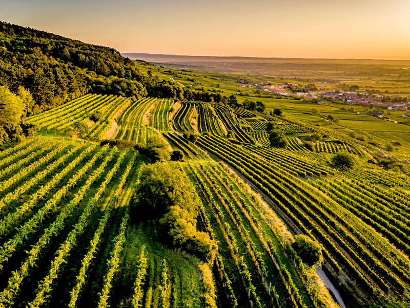 Die kleinen Weingarten-Parzellen reichen im Traisental bis an die Waldgrenze heran, wie hier am Getzersdorfer Berg.