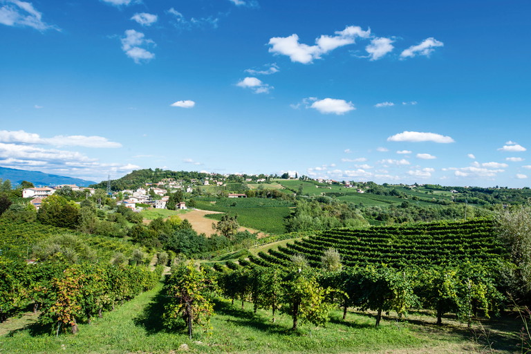 Über die Ebene und 
sanfte Hügel ziehen 
sich die Weingärten für Prosecco DOC dahin.