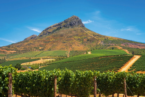 Südafrika hat sich als zweite Heimat des Chenin Blanc etabliert. Hier kennt man die Sorte als »Steen«.