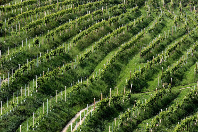 Wie Drachenrücken schlängeln sich die Rebzeilen durch die liebliche Landschaft. 