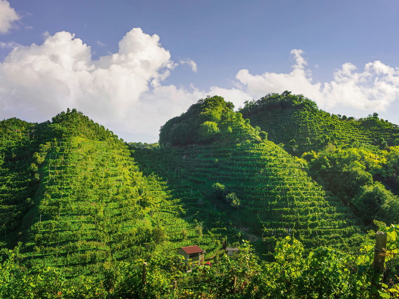 Subtropische Gebirgslandschaft? Nein! Auf diesen Hügeln bei Valdobbiadene wird Prosecco Superiore DOCG angebaut, zum Teil in extremer Steillage. 