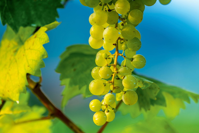 Die lokale Glera-Traube bildet die Grundlage für 
alle Proseccos. 