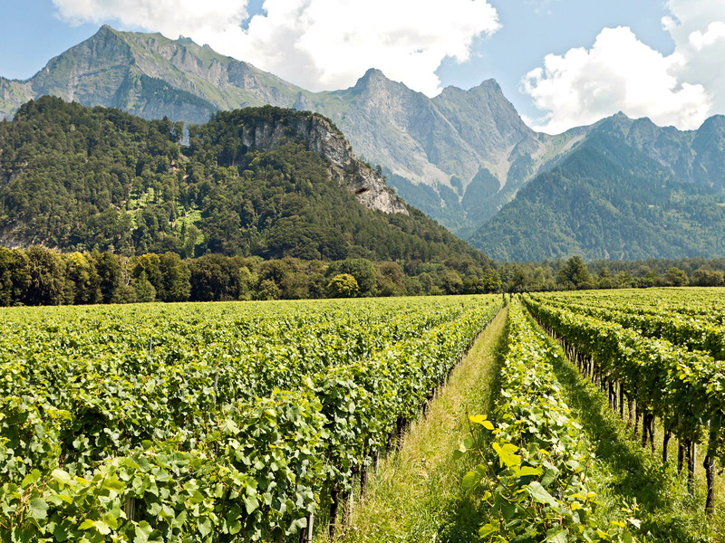 Das alpine Terroir der Bündner Herrschaft: Hier gedeihen auch grossartige Gewächse aus der Sorte Müller-Thurgau.
