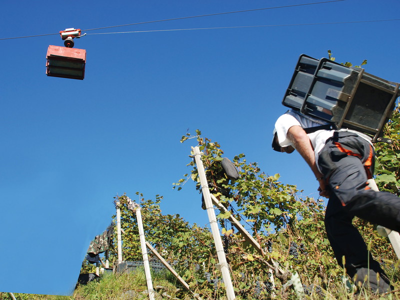 Bei der Weinlese in den steilen alpinen Weinbergen von Ar.Pe.Pe. im Veltlin sind Ausdauer und Muskelkraft gefragt. 