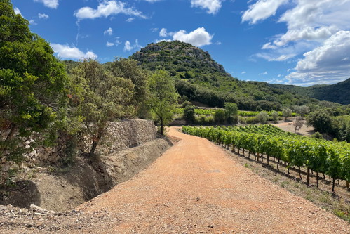 Clos du Temple: Die Reben werden biodynamisch bewirtschaftet, auch mit Hilfe eines Maultiers.