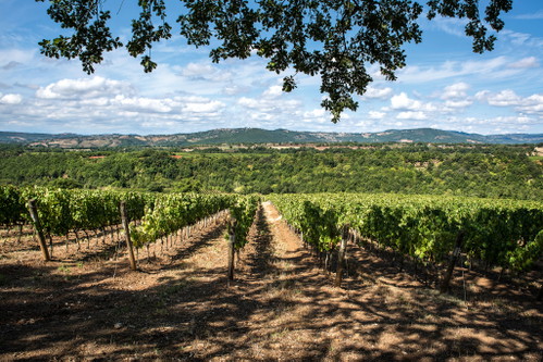 Tuscany – the picture shows the vineyards of Marchesi Antinori – is now also producing rosé wines with high standards.