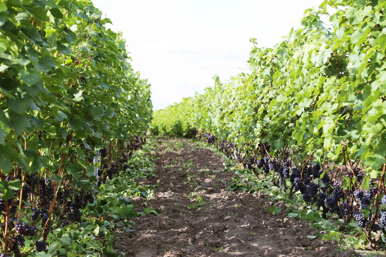 Lithuanian wineyard. 