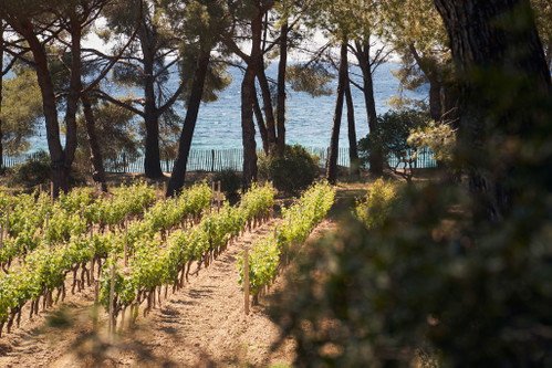 Im Clos Mireille der Domaines Ott wachsen die Reben bis ans Meeresufer.