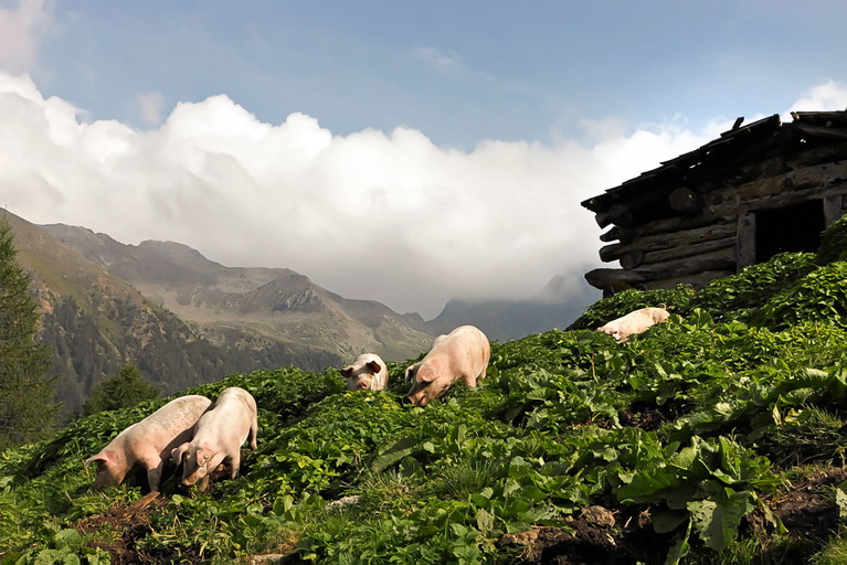 Speck ist nicht gleich Speck: Mitentscheidend für die Qualität ist das Wohl  der Schweine.