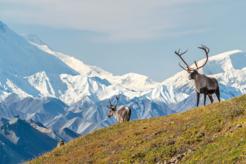 Karibu in freier Wildbahn: Können sich Mensch und Tier die Berge teilen?