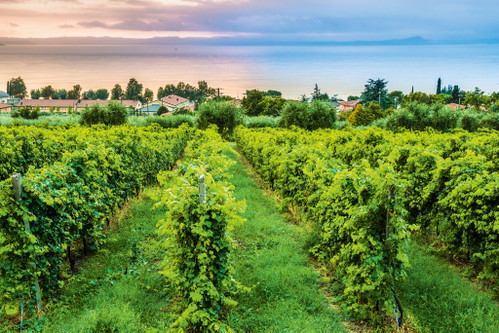 Many of the vineyards on the southern shore, where Lugana is grown, enjoy a wonderful view of the lake. 