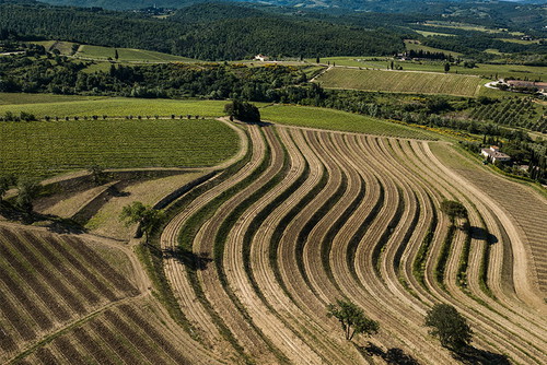Tignanello © Marchesi Antinori  