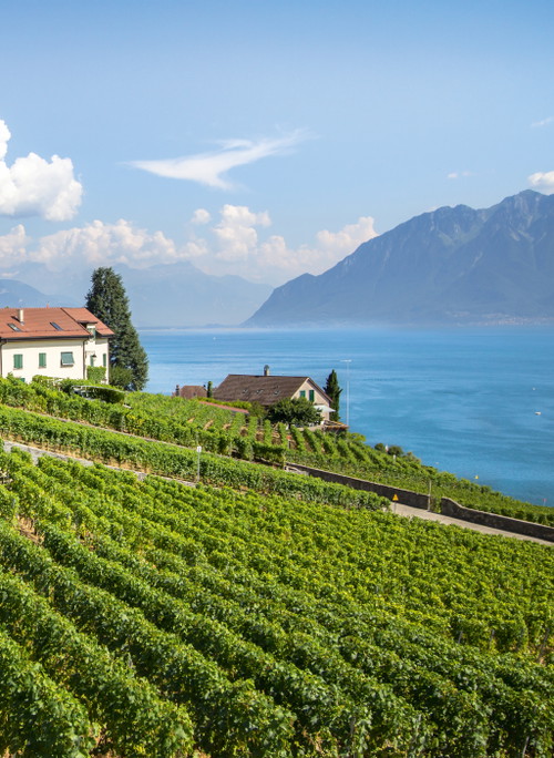 Die Schweiz besitzt die grösste Chasselas-Rebfläche weltweit. 
