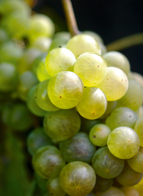 Epizentrum ist der Kanton Waadt, wo 2233 Hektar mit Chasselas bestockt sind.