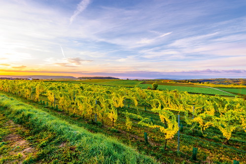 Lehmige, tiefgründige Böden verleihen den Weinen der Sorte Grüner Veltliner Würze und Länge.