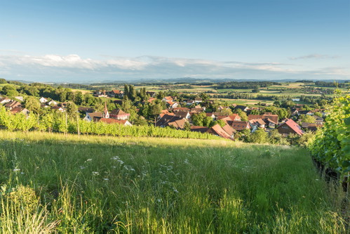 Auch im Thurgau werden viele Roséweine aus der Sorte Blauburgunder gekeltert. 