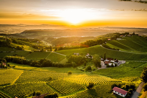 Die Ried Obegg befindet sich südöstlich von Ehrenhausen, hier wachsen auf Korallenkalk ausgezeichnete Chardonnays.