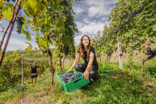 Die Rebsorte Merlot macht rund 80 Prozent der gesamten Tessiner Rebfläche aus. Auch bei der Tenuta Castello di Morcote ist sie Platzhirsch. 