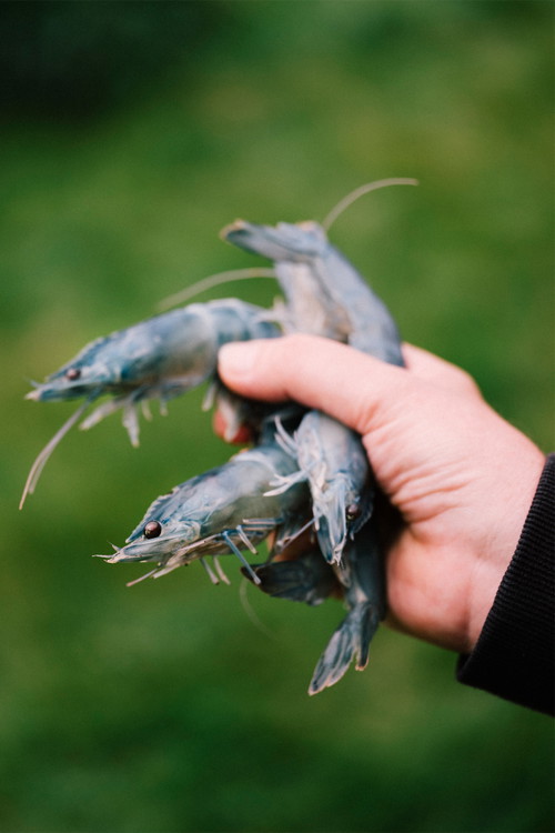 Alpengarnelen in Bestform. Genuss pur, aber auch perfekte Zutat für die Grüll-Innovation »Austrian Shrimp Vodka«.