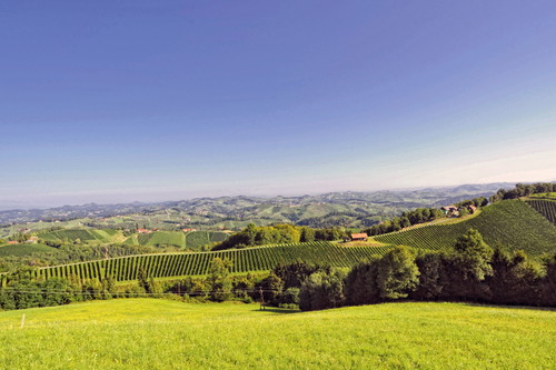 Toplage für Chardonnay: 
Ried Pössnitzberg 
bei Leutschach.
