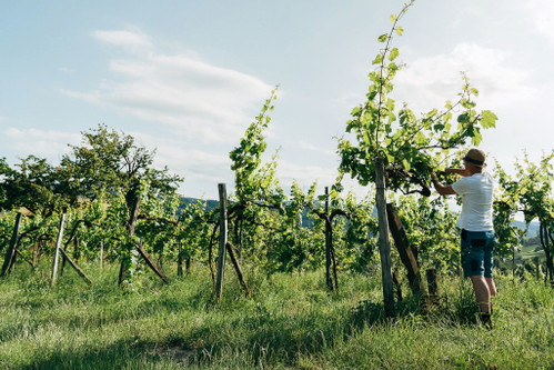 Ewald Tscheppe vom Weingut Werlitsch 
in seinen Rebbergen. 