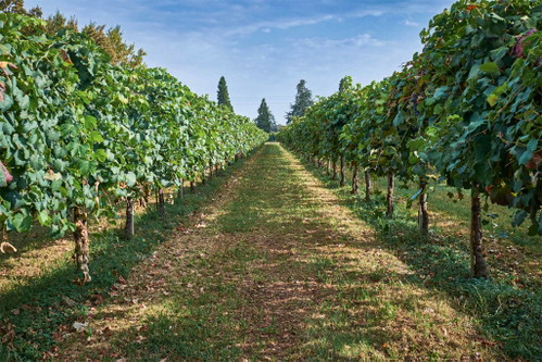 Reben des Weinguts Paltrinieri in der Emilia-Romagna. Die Lambrusco-Weine aus der Region erfahren derzeit eine Renaissance.