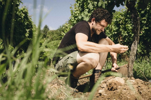 Auch beim Sauvignon Blanc spielt der Boden eine große Rolle – Johannes Jülg kultiviert seinen Sauvignon in der Südpfalz auf Kalkmergel.