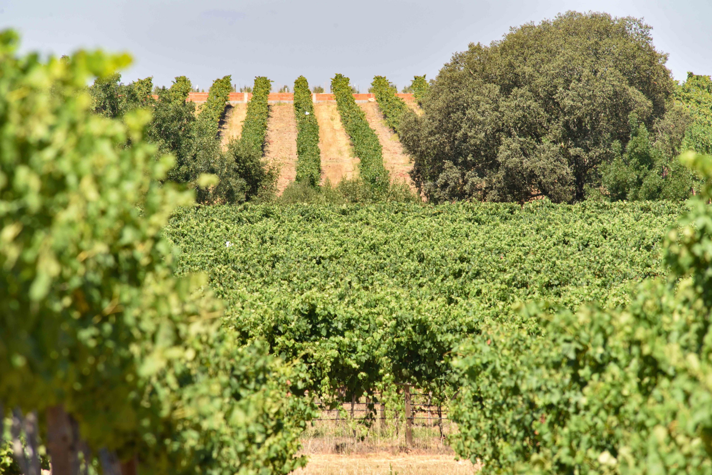 Best of Quinta do Paral - Falstaff