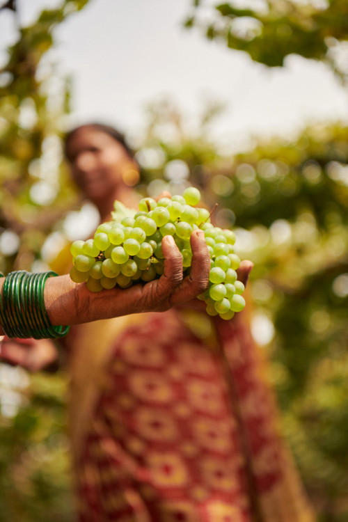 Der große französische Konzern LVMH besitzt mit seiner Schaumweinproduktion Chandon India einen Pionierbetrieb.