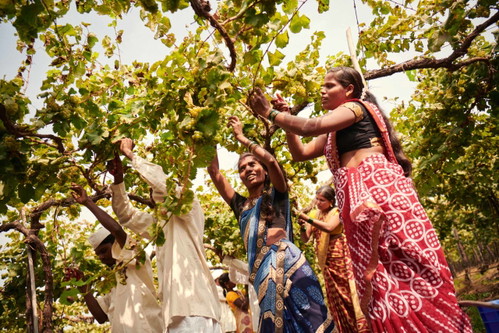 Wenn die indische Bevölkerung an Wein Geschmack findet, wird die Weinindustrie hier rasant wachsen.