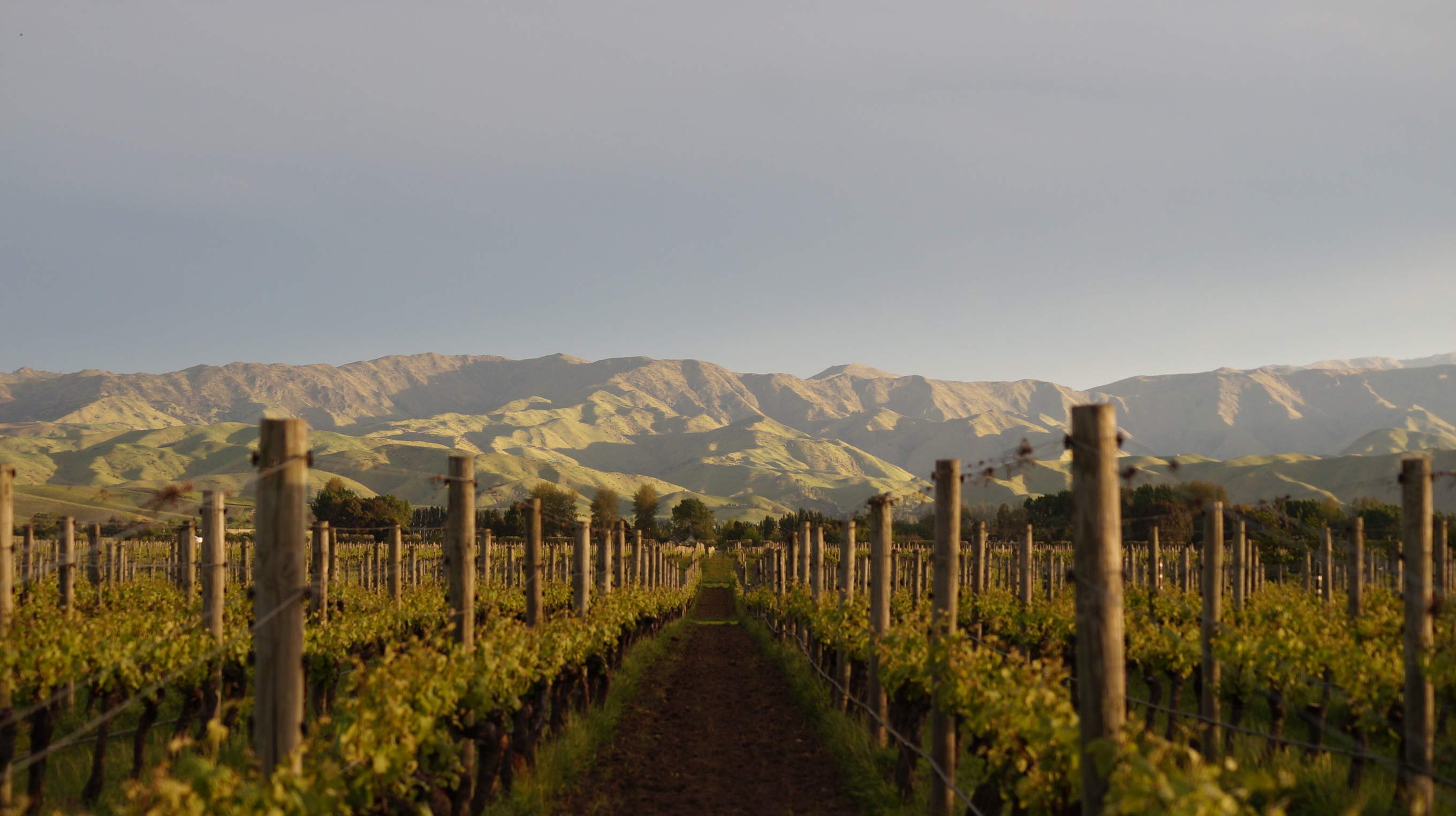 New Zealand winemakers publish Roadmap to Net Zero 2050 - Falstaff