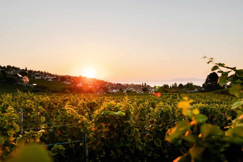 Lage der Domaine de Montmollin, die heute in vierter Generation geführt wird.